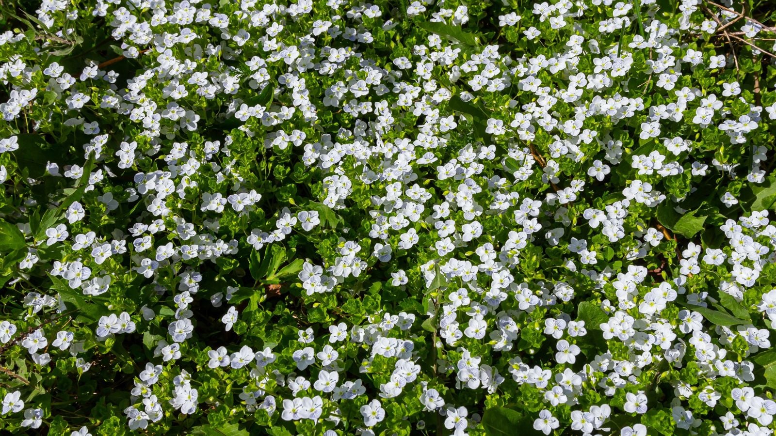 An overhead shot of a perennial ground cover showcasing its flowers and leaves in a well lit area