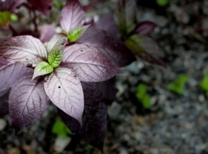 A lovely purple waffle plant appearing to have deep purple leaves with vibrant shades of green surrounded by dark green and brown material on the gorund