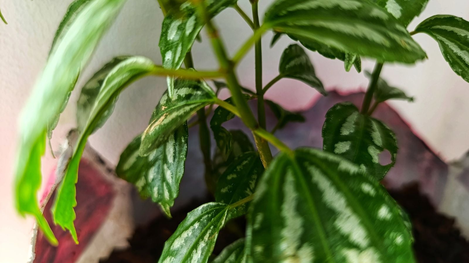 A close up of a Pilea cadierei plant appearing to have limited leaves with white patterns, planted in a makeshift container using a paper material