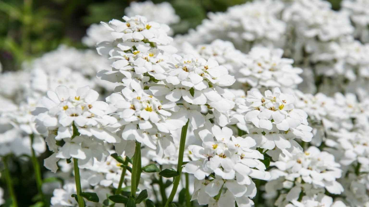Breathtaking Candytuft Seeds Wallpaper Photography Breathtaking Candytuft Seeds Wallpaper Photography