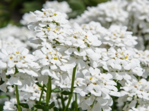 A close-up shot of a small composition of evergreen perennials, commonly known as candytuft