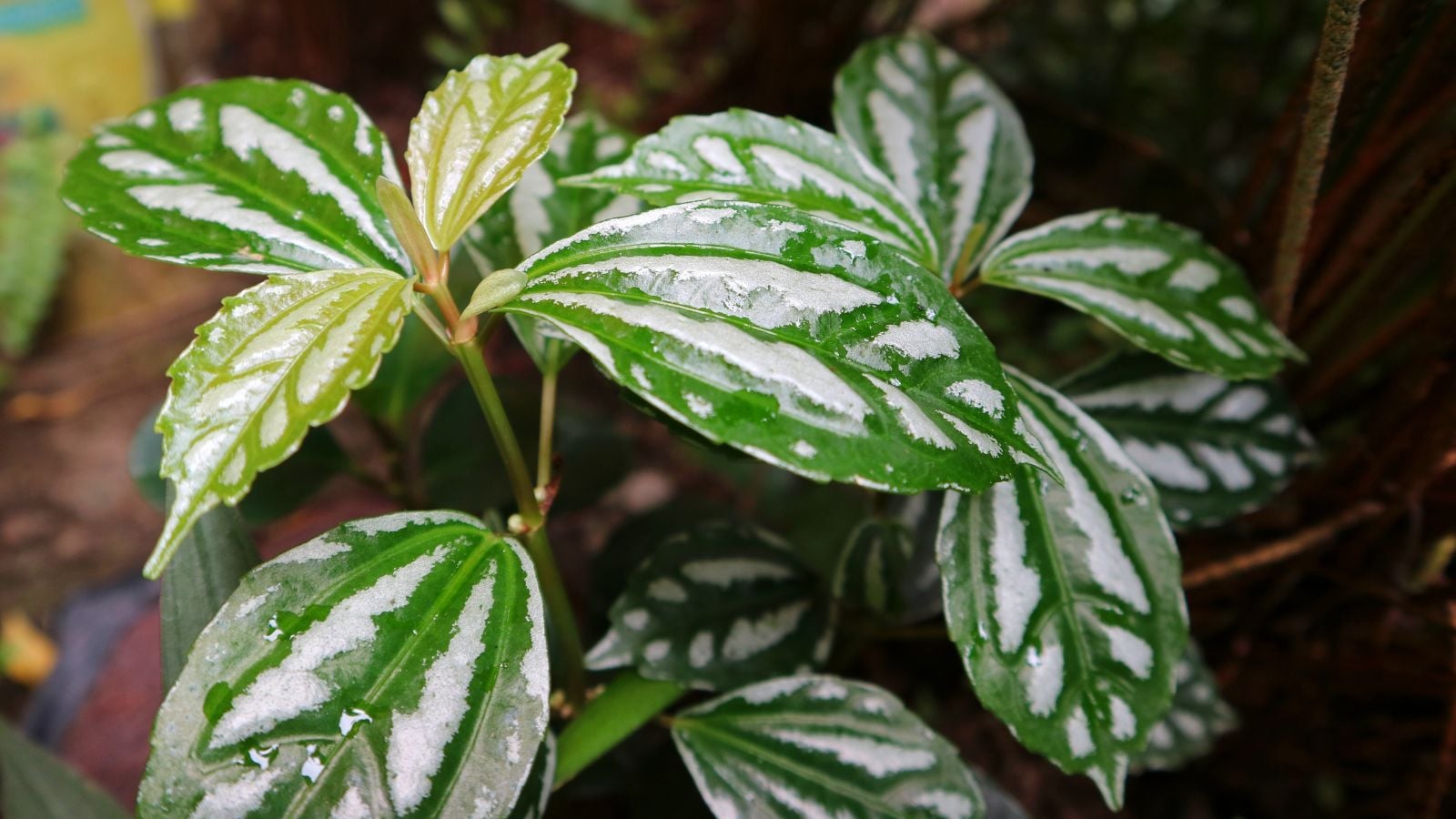 A closeup shot of the Pilea cadierei appearing to have patterned waxy leaves having white patterns placed somewhere shady