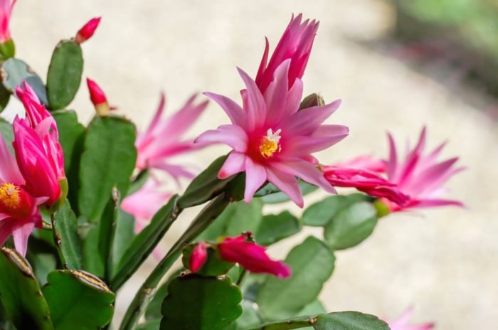 A lovely easter cactus under the sunlight, appearing to have bright pink blooms placed outdoors somewhere with partial shade