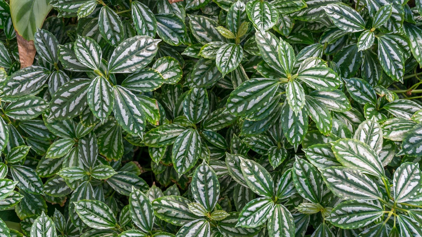 A lush layer of Pilea cadierei leaves appearing to have deep green and white patterns while having a waxy textured surface