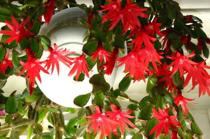 Easter cactus