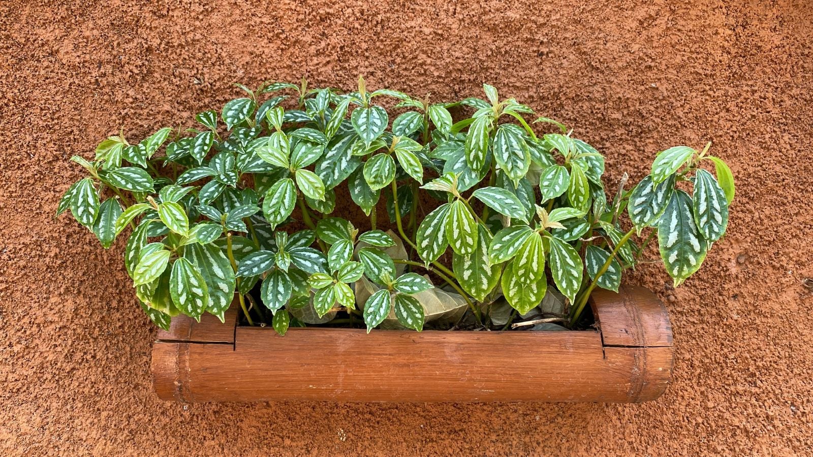Healthy Pilea cadierei in a wooden container hanging on a wall, with the leaves appearing to have patterns of deep green and white