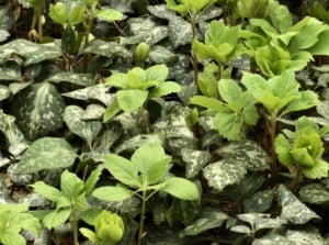 A lovely Pachysandra procumbens appearing to spotted and marked leaves with a unique cool-toned color surrounded by other greens