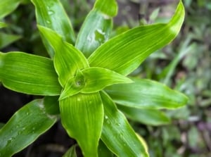 A close-up and overhead shot of vibrant green leaves of the callisia fragrans