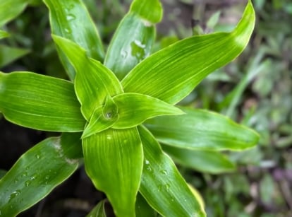 A close-up and overhead shot of vibrant green leaves of the callisia fragrans