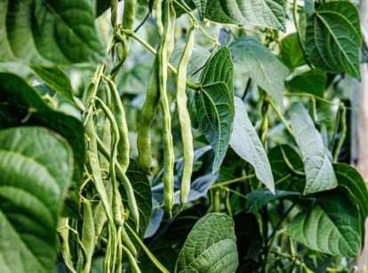 A close-up shot of a composition of dangling pods of a legume crop, featuring the pole beans