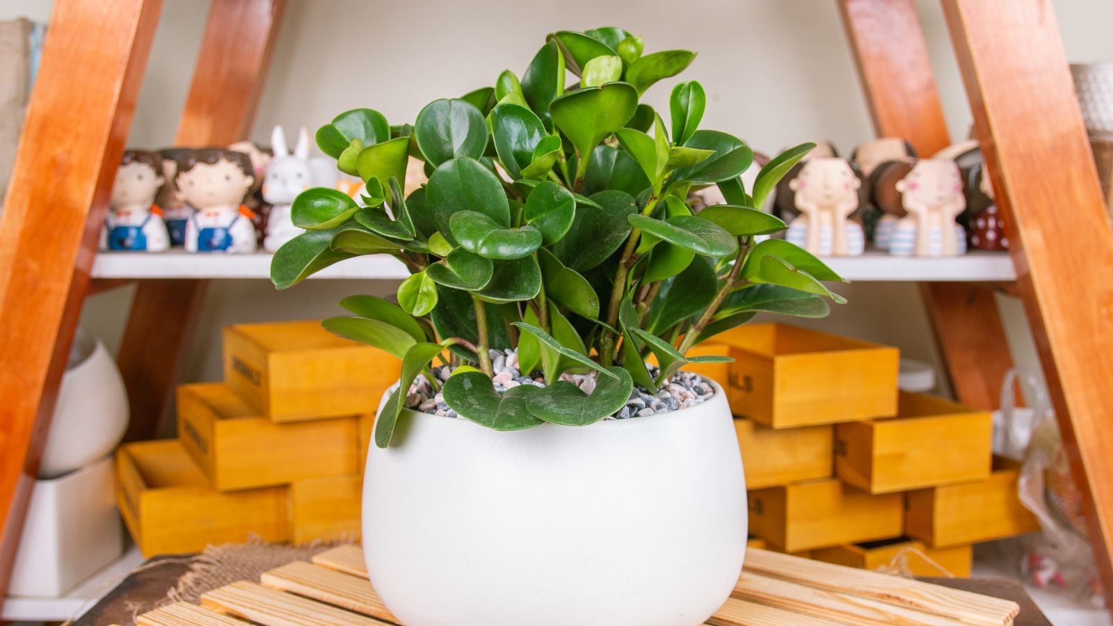 A close-up shot of a composition of small round, green leaves of a houseplant called peperomia obtusifolia