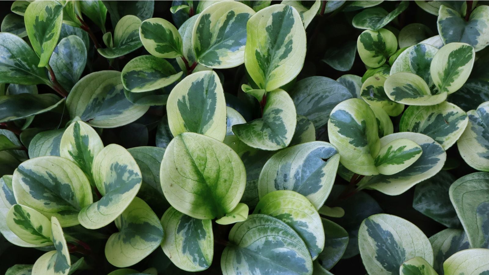 A close-up shot of a composition of variegated leaves of the Hummel White Cloud