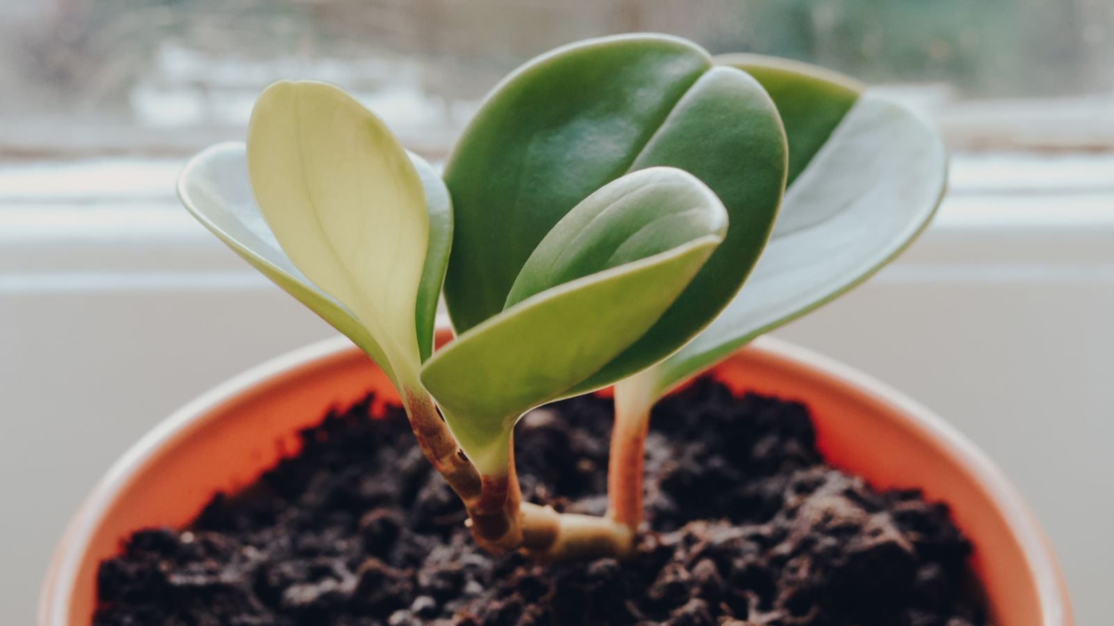 A close-up shot of a developing seedling of a houseplant, placed a pot with rich soil