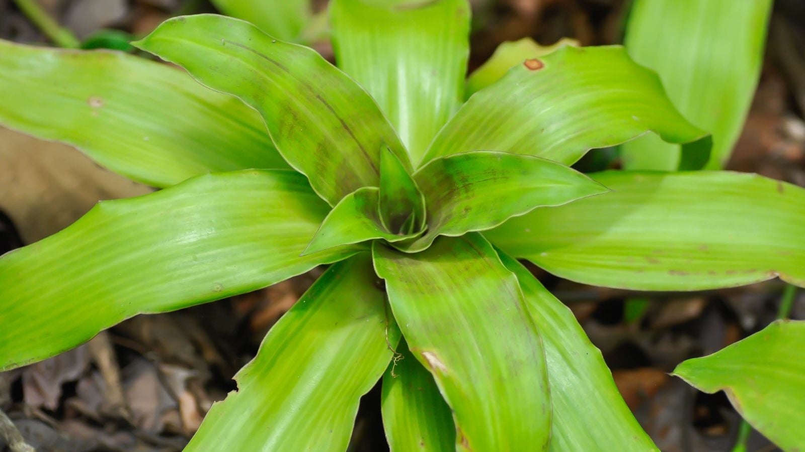 A close-up shot of a developing vibrant green colored plant placed on rich soil in a well lit area outdoors
