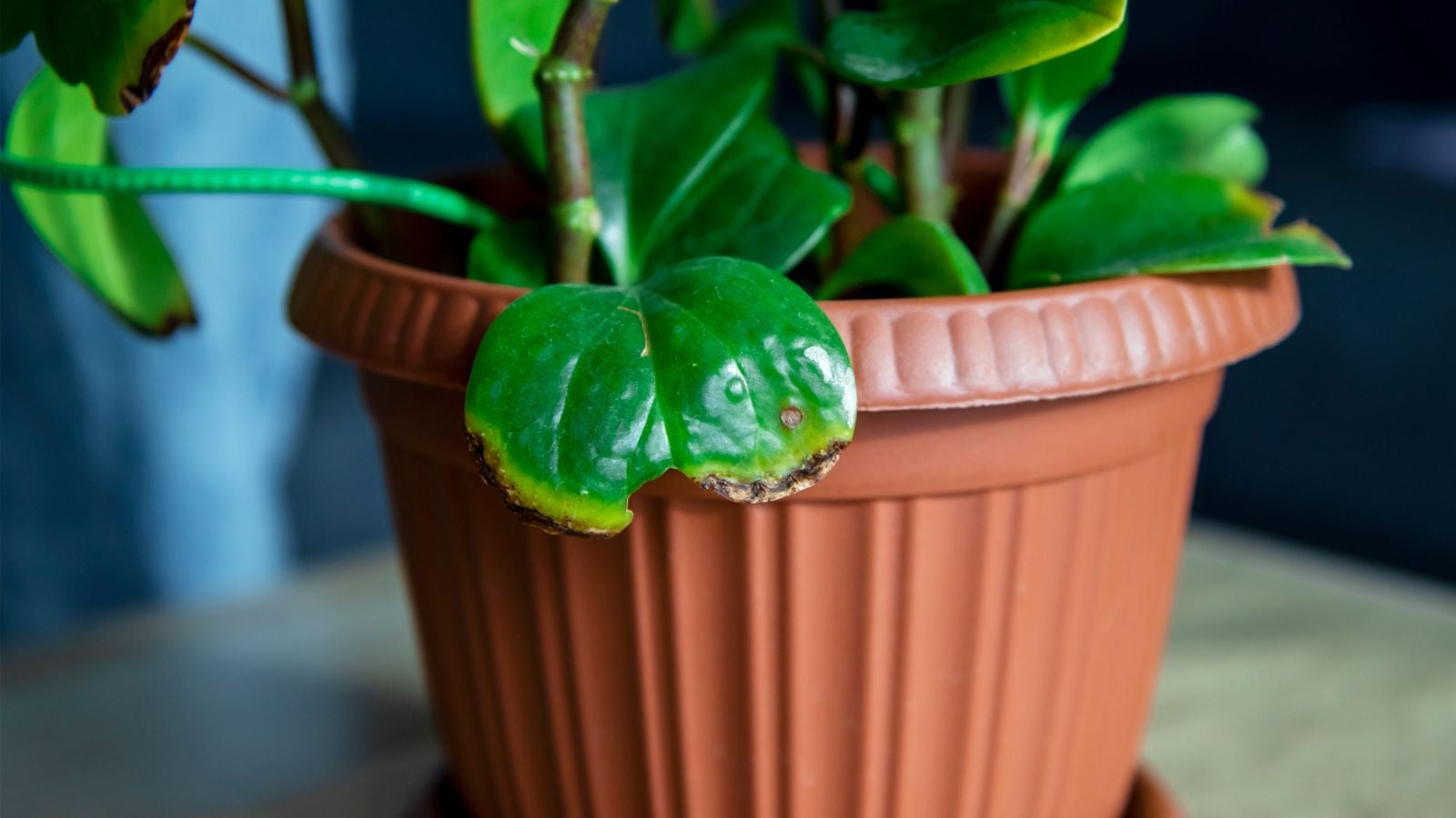 A close-up shot of a diseased leaf of a potted houseplant, placed in a well lit area outdoors