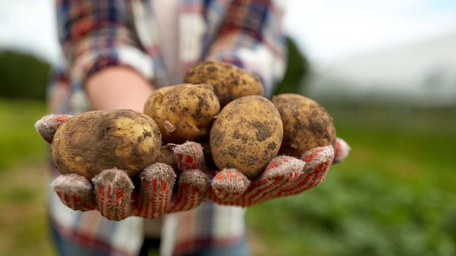 A close-up shot of a person's hand, wearing gloves holding a pile of crops, showcasing the best way of harvesting potatoes