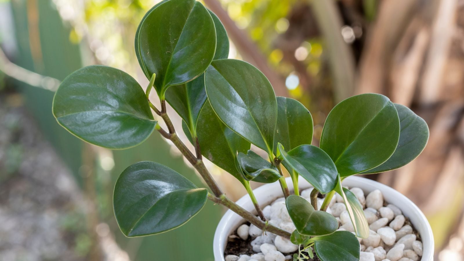 A close-up shot of a small composition of developing green round leaves on a small pot
