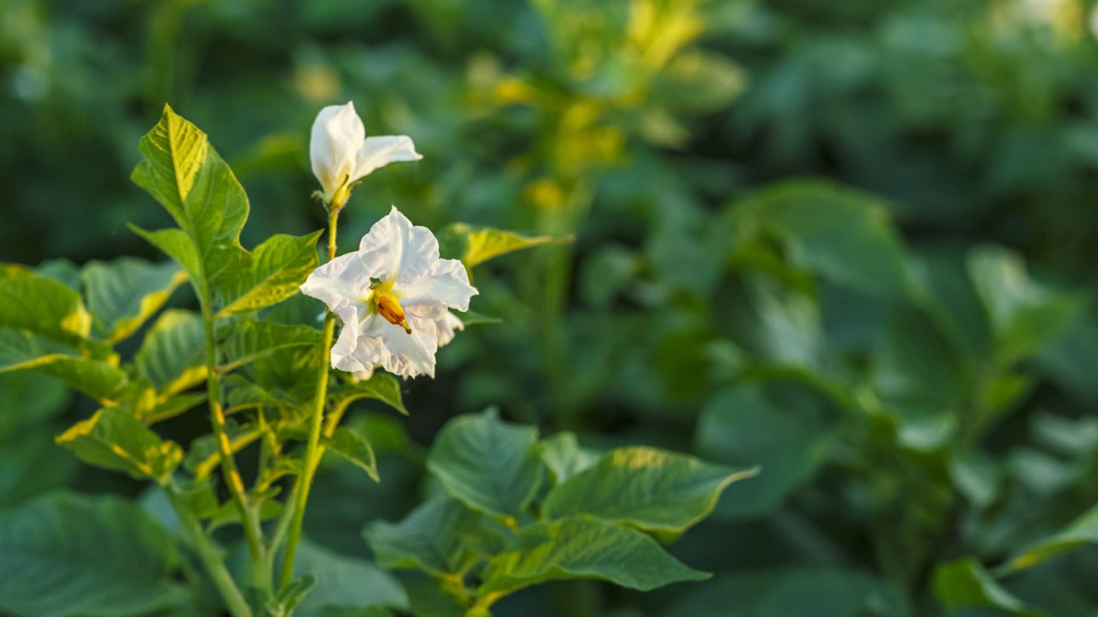 A close-up shot of green leaves and white flowers of a crop, all situated in a large field area outdoors