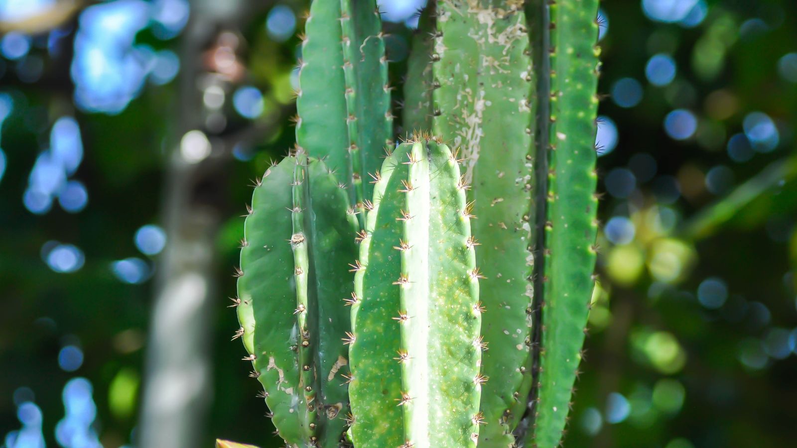 A closeup shot of the Cereus peruvianus appearing to have sturdy forms placed under bright warm sunlight