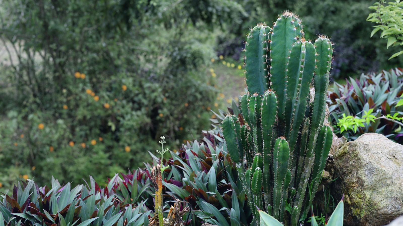 A deep green Cereus peruvianus placed on a rocky ledge appearing strong and sturdy with other plants in the background
