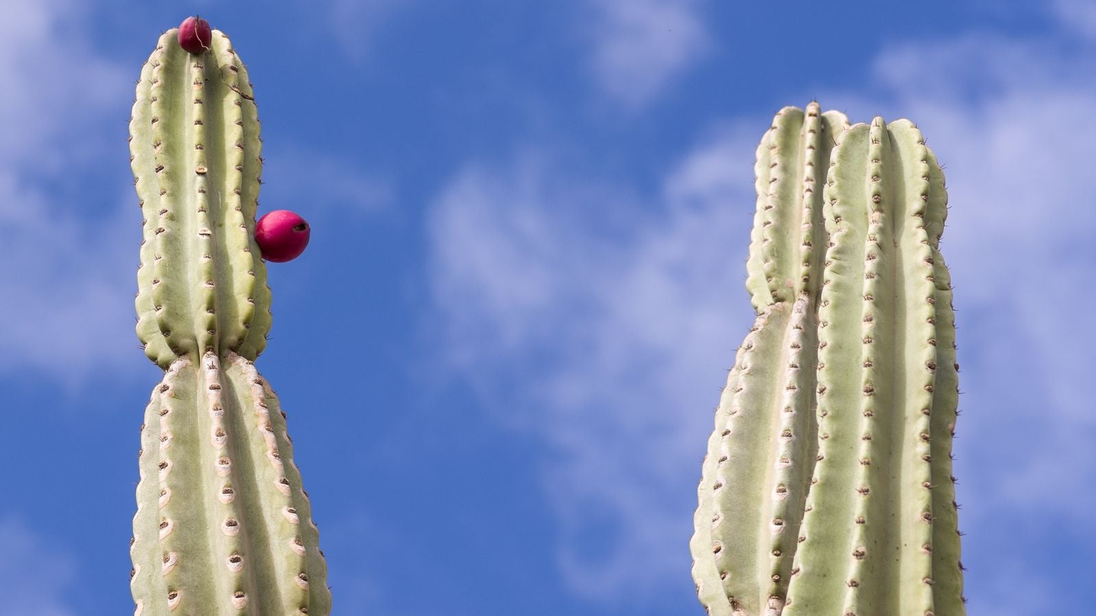 A shot of huge Cereus peruvianus plants with round red fruits having a clear blue sky in the background