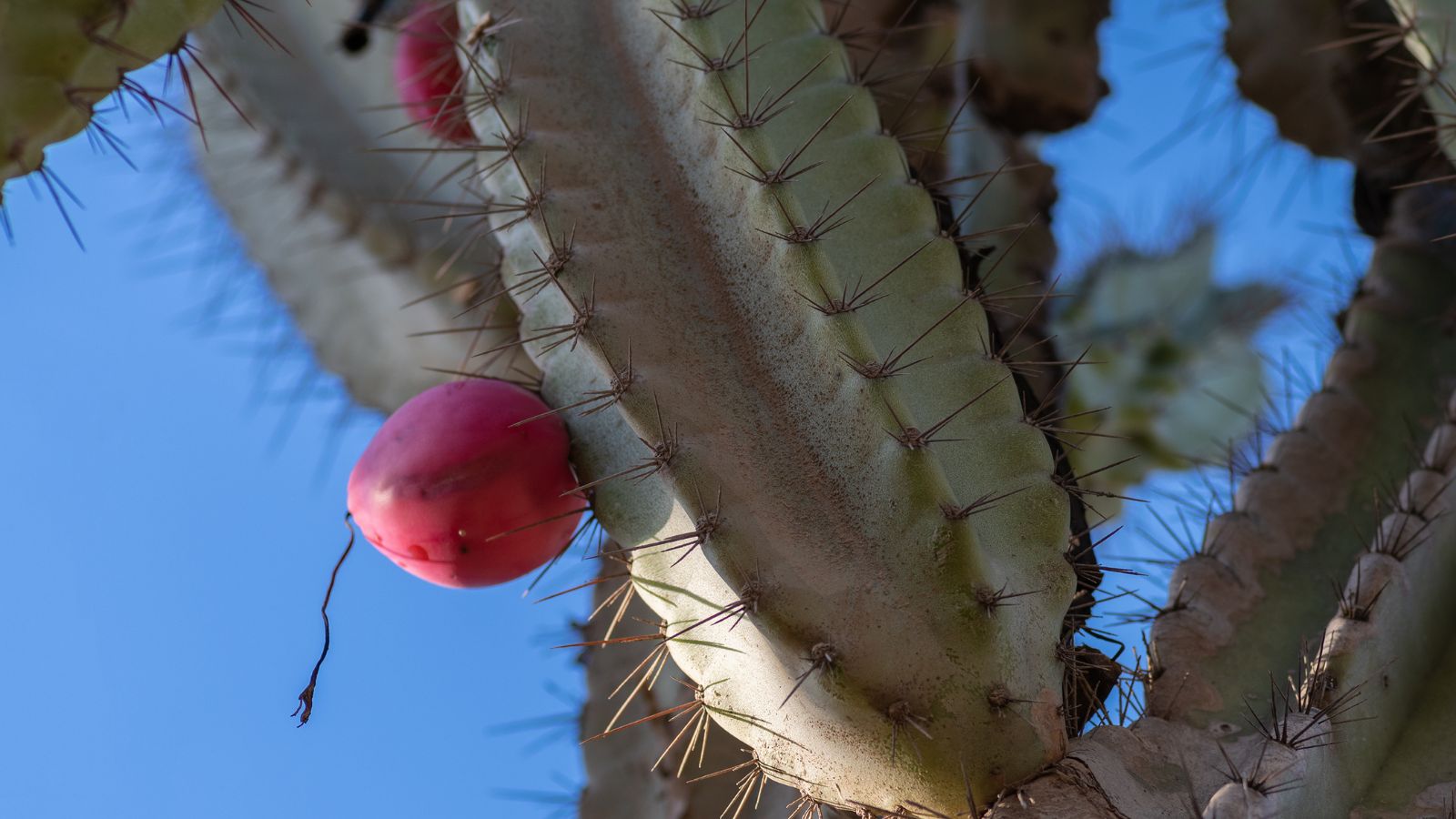 A strong Cereus peruvianus with multiple round fruits with the clear blue sky in the background