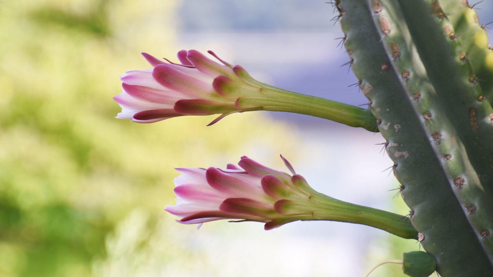 A strong Cereus peruvianus with two flowers appearing lovely with dainty pink petals under indirect light