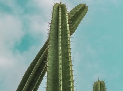 A tall cereus peruvianus appearing strong and thick with the shot taken from below with the clear sky in the background