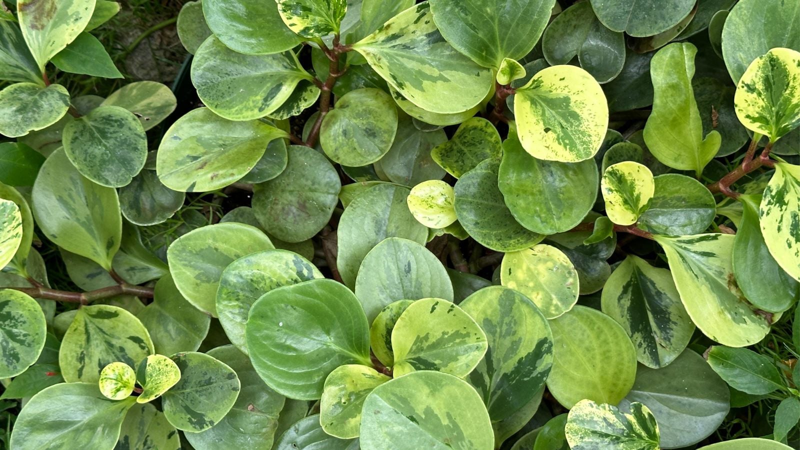 An overhead and close-up shot of a large composition of rounded, green, compact leaves, all situated in a well lit area