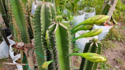 Cereus peruvianus appearing to have sturdy forms with a vibrant green color and countless spines along the plant placed outdoors