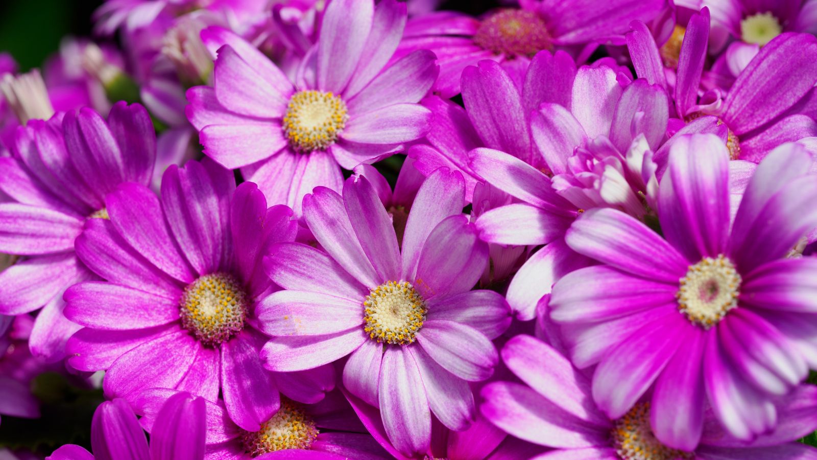 A close up shot of Cineraria flowers appearing to have vibrant pink petals with hints of pale pink appearing healthy and delicate under bright light