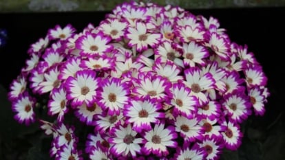 A pot containing Pericallis x. hybrida with pink and white hues appearing lovely bundled together with a dark background