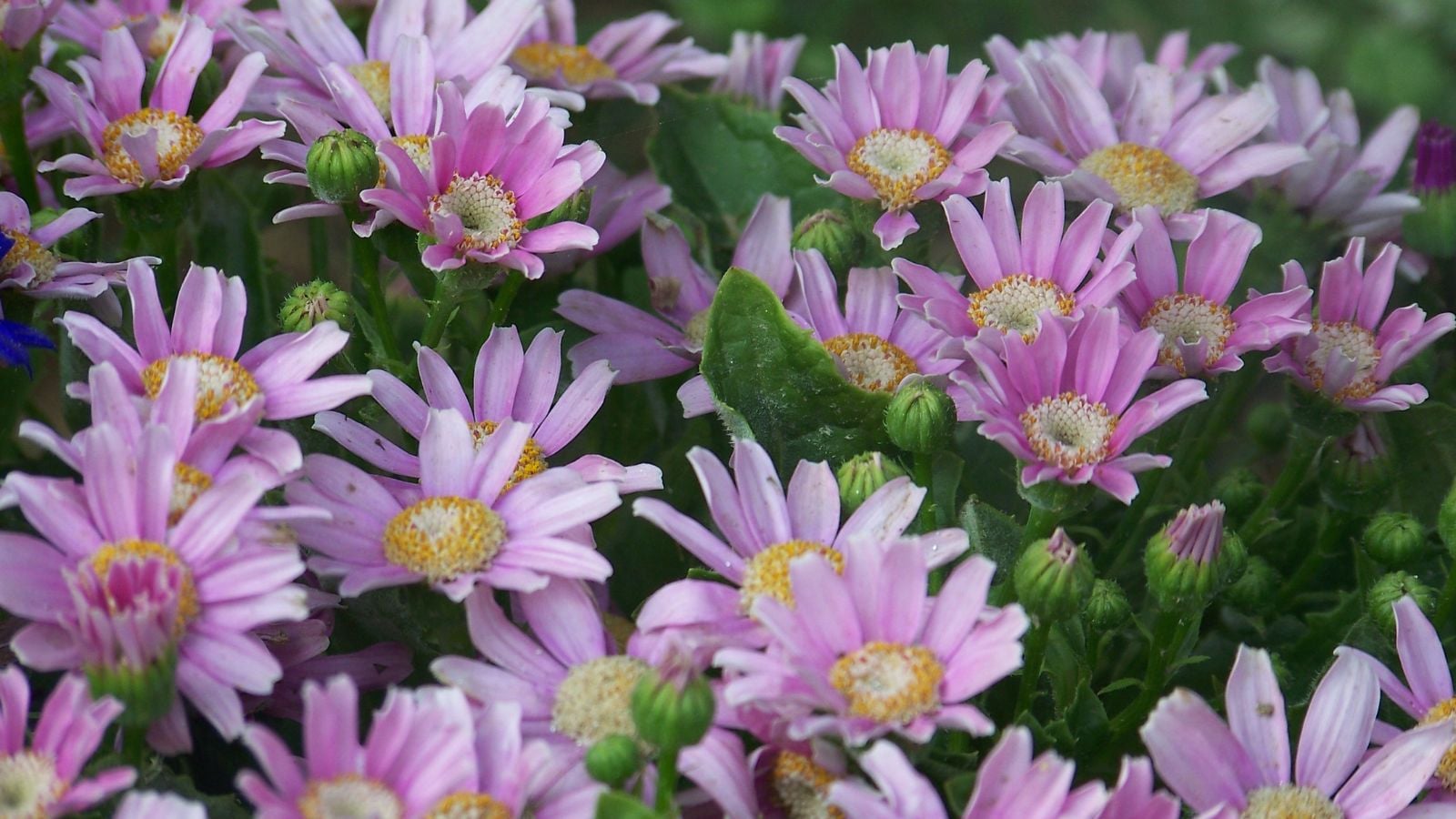 Purple Pericallis x. hybrida flowers, appearing to have soft and dainty purple petals with the leaves and some buds still looking green