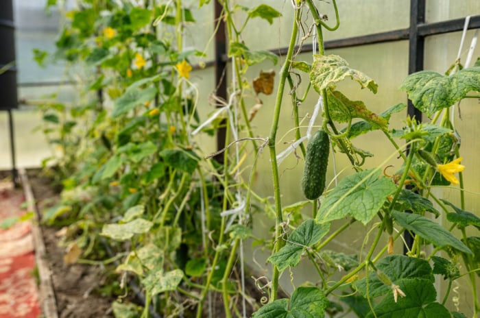Growing cucumbers vertically in a greenhouse.