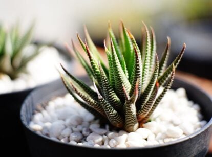 A Haworthia Attenuata in a black pot with countless white pebbles placed at its base under warm sunlight, showing one of the haworthia succulent types