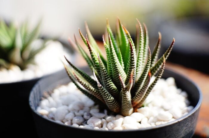 A Haworthia Attenuata in a black pot with countless white pebbles placed at its base under warm sunlight, showing one of the haworthia succulent types