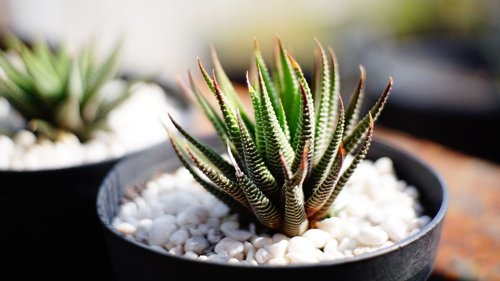 A zebra plant in a black pot with countless white pebbles placed at its base under warm sunlight