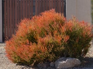 A pencil cactus plant in a garden, appearing to grow on dry soil with gravel placed under full sun making the place seem to have warm weather