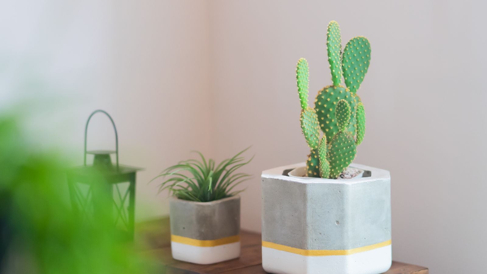 A potted Opuntia microdasys in a gray lined container on a wooden table with another small potted plant
