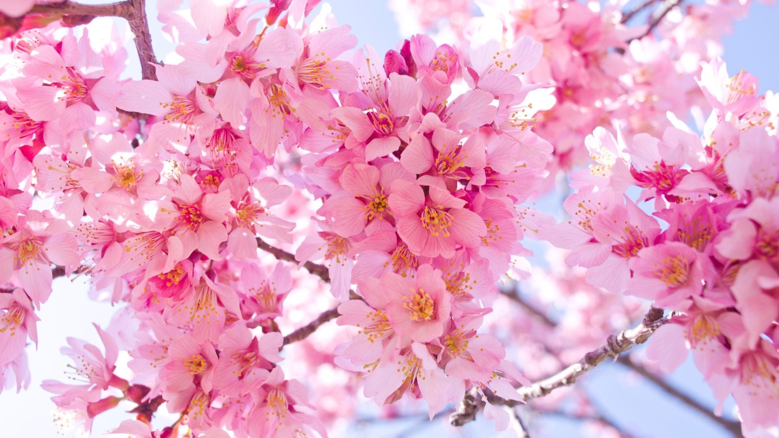 A shot of blooms of a deciduous plant called Okame cherry tree