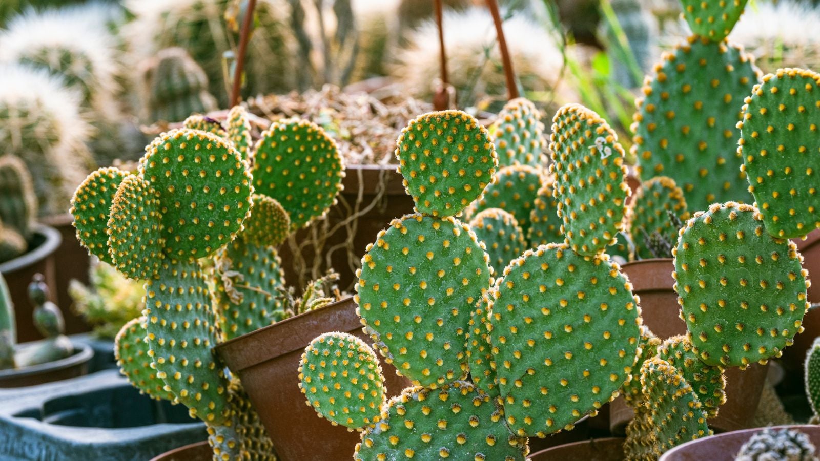An are covered in potted Opuntia microdasys, appearing to have vibrant green pads with countless spines under bright light