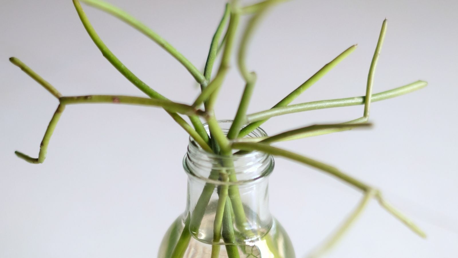 E. tirucalli cuttings in a clear bottle with water, with the pieces looking lengthy and sturdy against a white background