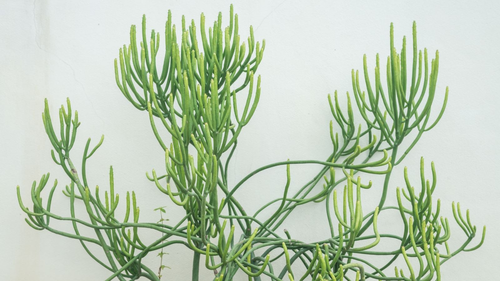 A healthy-looking E. tirucalli plant with thin green foliage against a white background