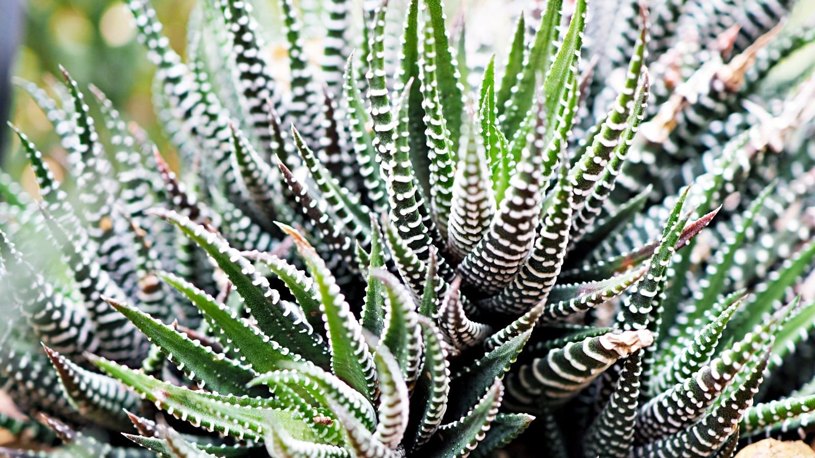 Zebra Plant: Grow Haworthia Attenuata At Home - Epic Gardening