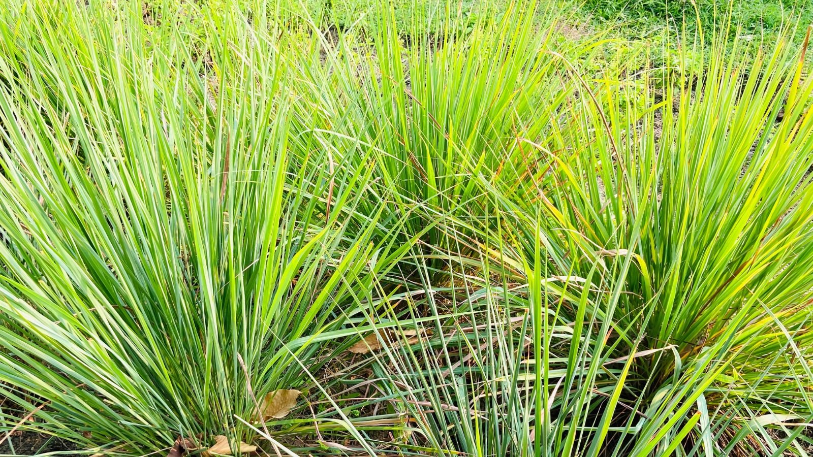An are covered in multiple Malabar grass appearing to have long green blades growing in dark brown soil