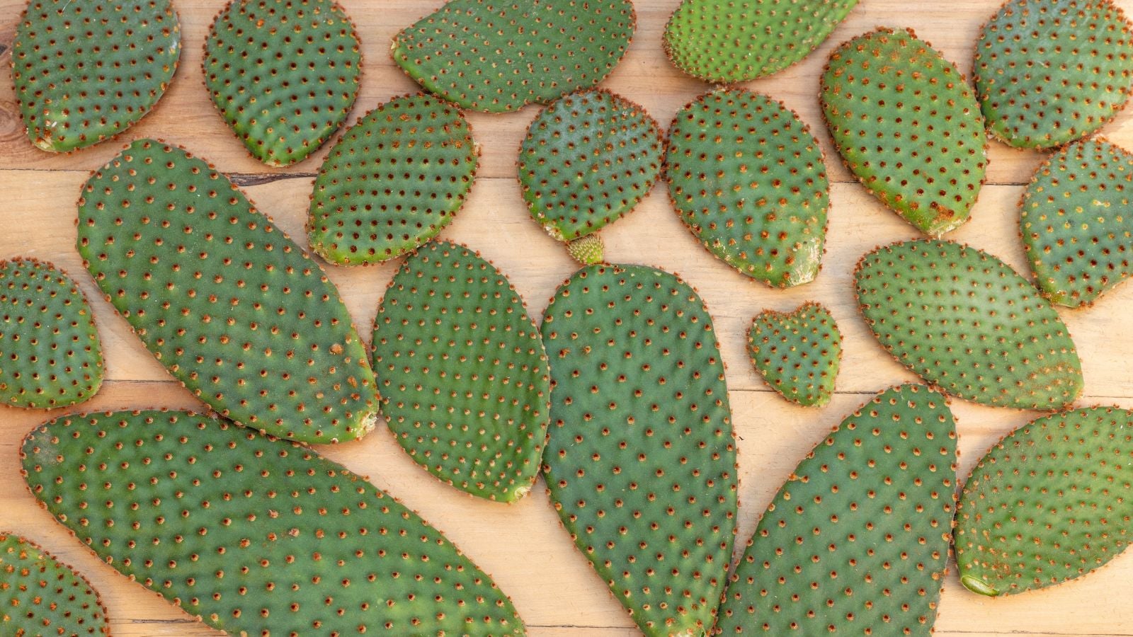 Pads of the Opuntia microdasys plant appearing bright green placed on a light brown surface