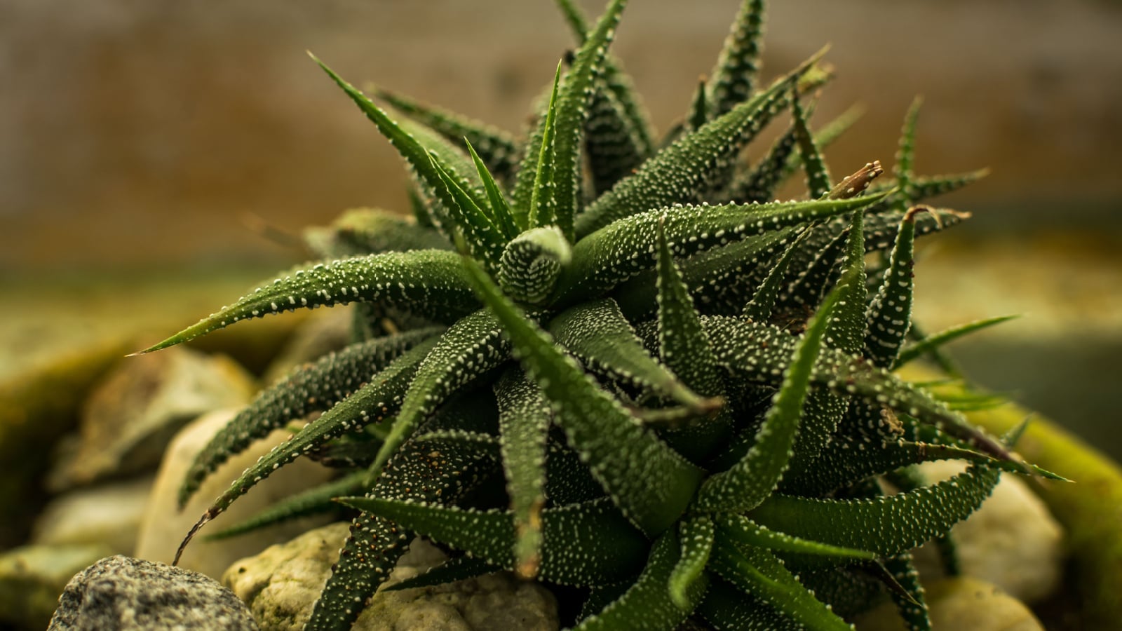A close up of Haworthiopsis attenuata var. clariperla with its deep green leaves covered with white tubercles. 