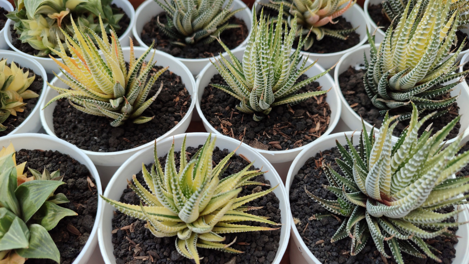 Rows of Haworthiopsis attenuata f. variegata in white pots growing among other succulents. 