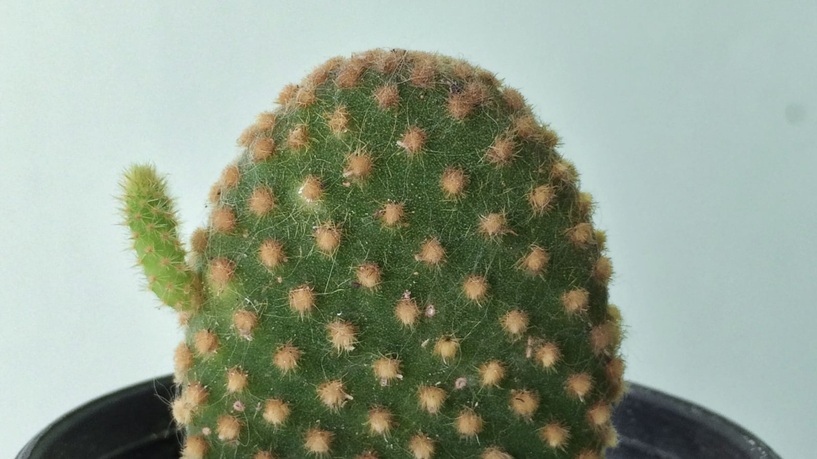 Close up image of a Opuntia microdasys var. pallida cactus growing in a black container on a white backround indoors. The yellowish glochids are the cactus's prominent feature.