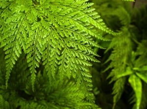 A lovely and healthy Rabbit's foot fern appearing to have a vibrant green color under warm sunlight with a black background